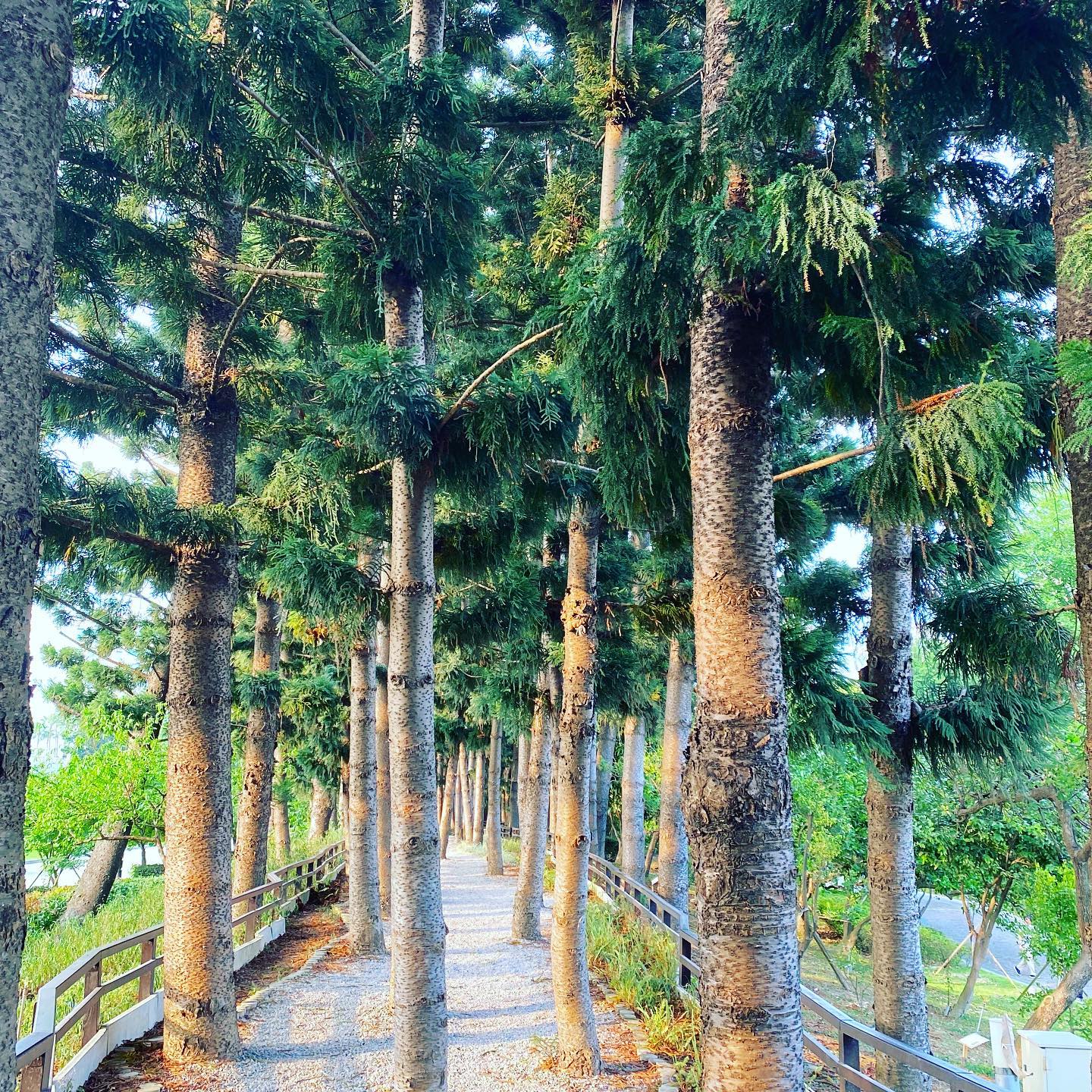 南洋杉步道#scenery #taipei #taiwan