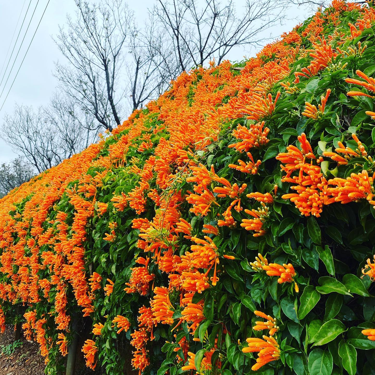 #走春 #苗栗 #炮仗花 #taiwan